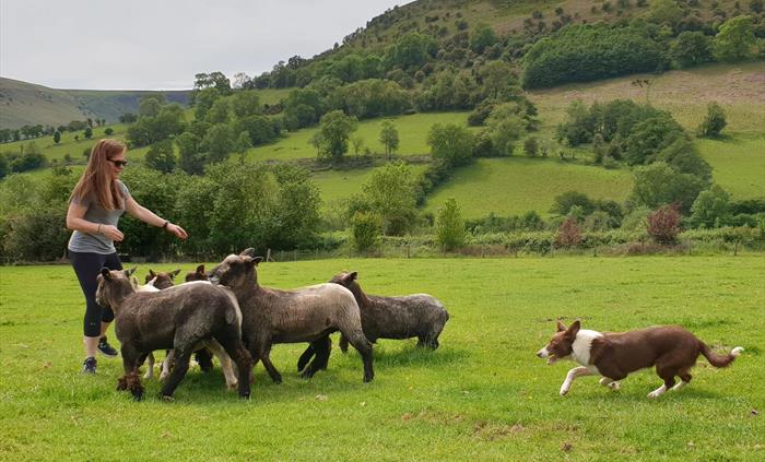 enjoy our small and large group sheep herding